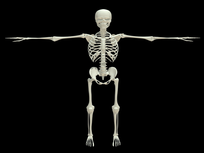 Скелет человека puzzle